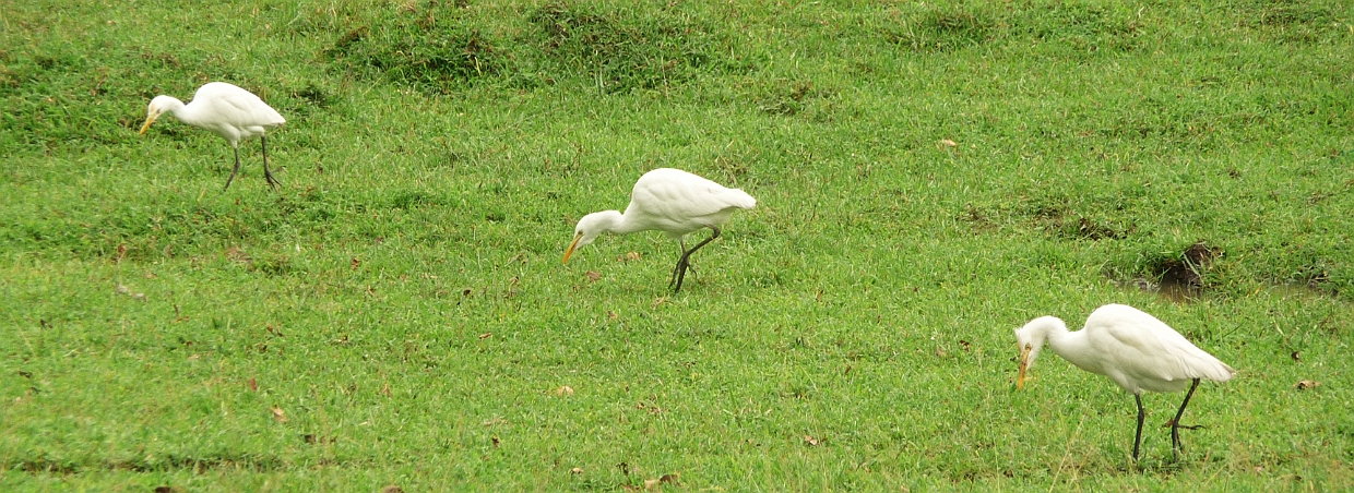 Polonnaruwa059